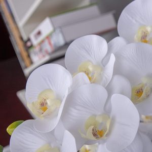 Simulation white Phalaenopsis