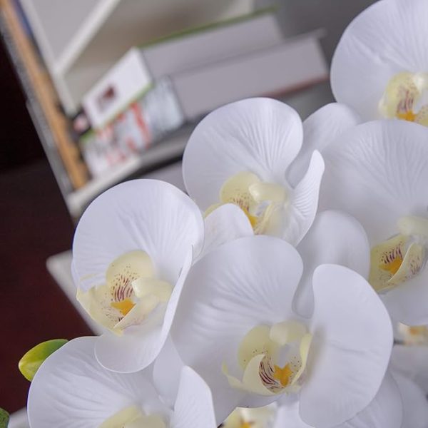 Simulation white Phalaenopsis