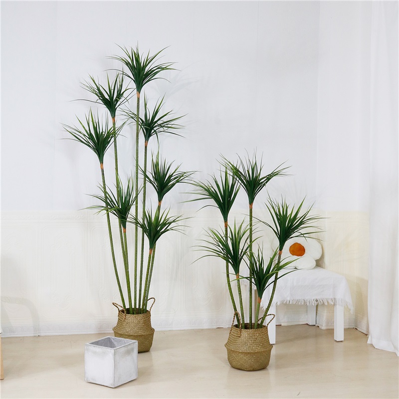 Artificial Dragon Blood Tree Application Scenarios