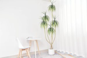 High-end silk dracaena plants for offices