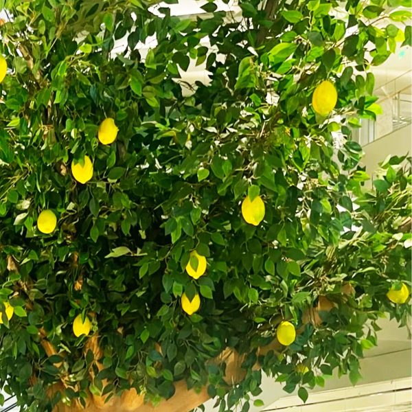 Decorative lemon tree for restaurant display