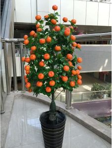 Indoor decorative kumquat tree