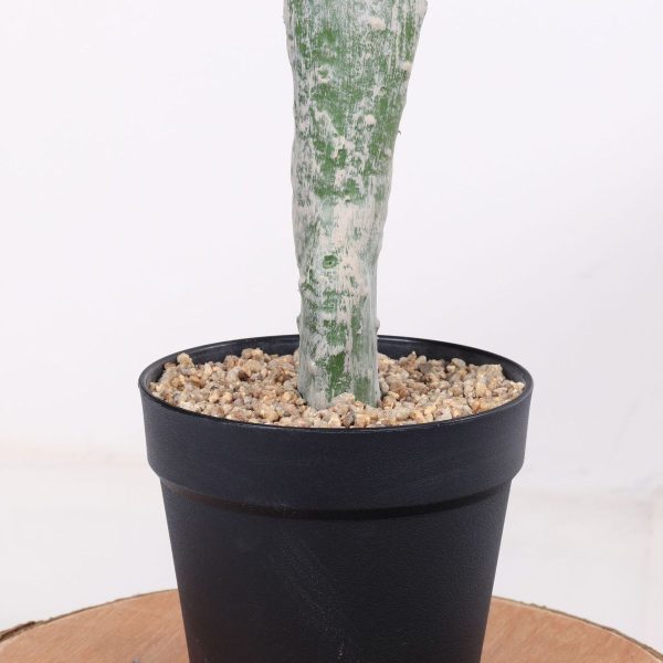 Realistic fake cactus plant in pot for business use