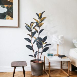 Office Greenery
