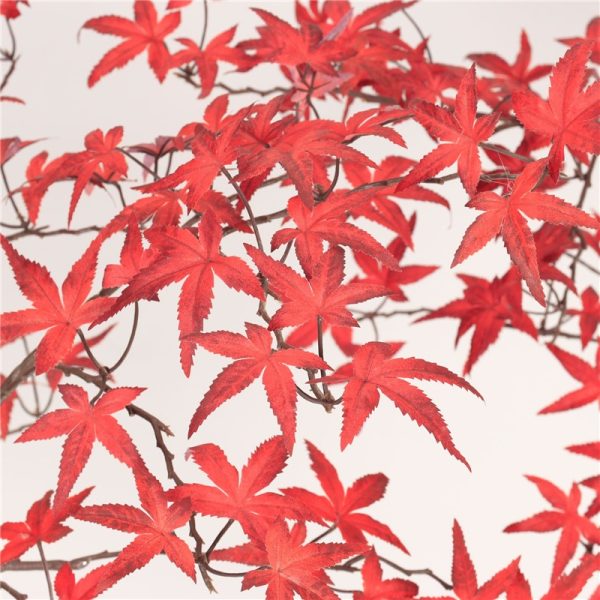 Autumn Decor
