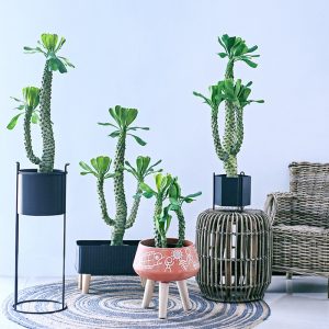 Artificial Brazilian Dragon Tree