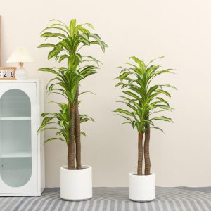 Faux Brazil Wood Plant