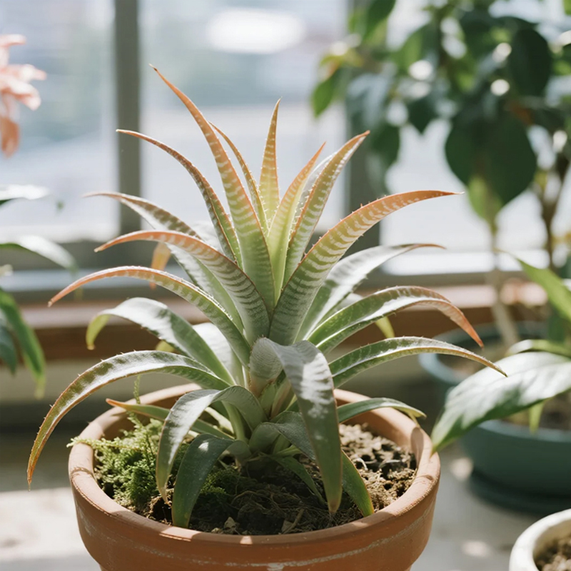 Eco-Friendly Artificial Plants