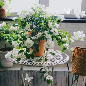 Artificial Plants for Schools and Educational Institutions